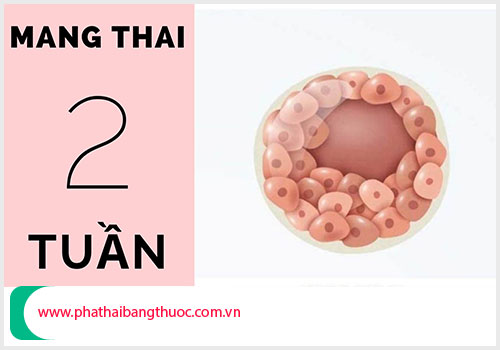 Thai 2 tuần tuổi phá như thế nào?